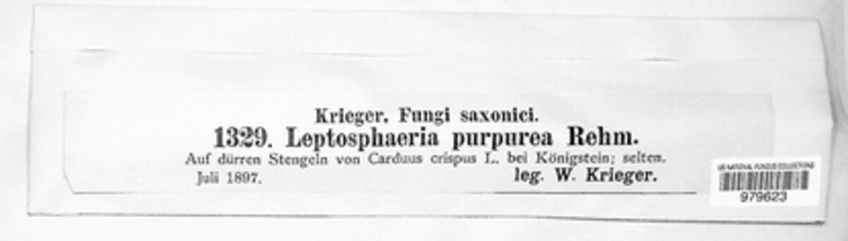 Leptosphaeria purpurea image